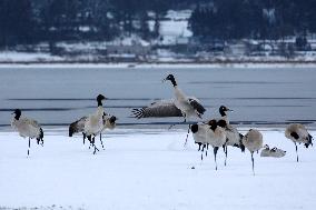 #CHINA-GUIZHOU-WEINING-CAOHAI-MIGRANT BIRDS (CN)