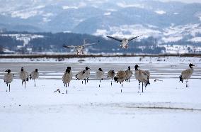 #CHINA-GUIZHOU-WEINING-CAOHAI-MIGRANT BIRDS (CN)