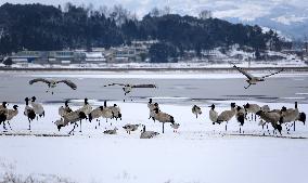 #CHINA-GUIZHOU-WEINING-CAOHAI-MIGRANT BIRDS (CN)