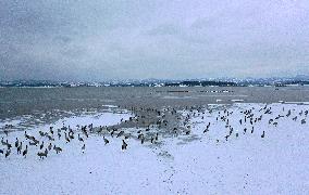 #CHINA-GUIZHOU-WEINING-CAOHAI-MIGRANT BIRDS (CN)