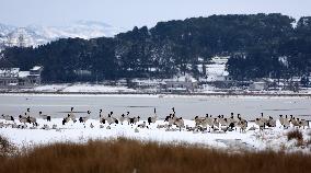 #CHINA-GUIZHOU-WEINING-CAOHAI-MIGRANT BIRDS (CN)