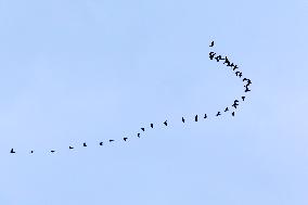 #CHINA-GUIZHOU-WEINING-CAOHAI-MIGRANT BIRDS (CN)