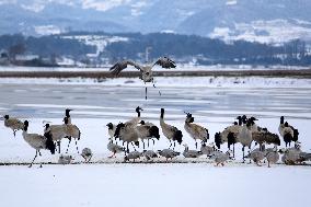 #CHINA-GUIZHOU-WEINING-CAOHAI-MIGRANT BIRDS (CN)