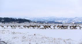 #CHINA-GUIZHOU-WEINING-CAOHAI-MIGRANT BIRDS (CN)