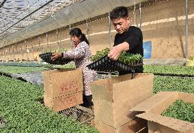 CHINA-HEBEI-VEGETABLE INDUSTRY (CN)