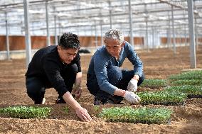CHINA-HEBEI-VEGETABLE INDUSTRY (CN)