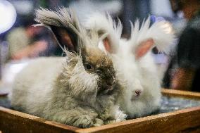 PHILIPPINES-PASAY CITY-ANIMAL FAIR