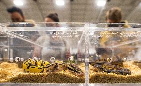 CANADA-MISSISSAUGA-REPTILE EXPO