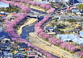 Early Cherry blossoms in Japan