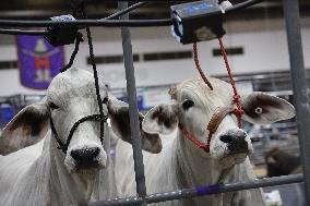 U.S.-TEXAS-HOUSTON LIVESTOCK SHOW AND RODEO-OPENING