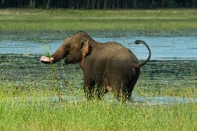 SRI LANKA-WILPATTU NATIONAL PARK