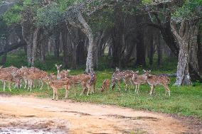 SRI LANKA-WILPATTU NATIONAL PARK