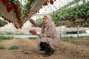 MIDEAST-GAZA-STRAWBERRY