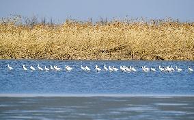 CHINA-TIANJIN-MIGRATORY BIRDS (CN)