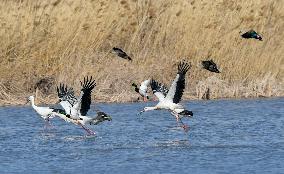 CHINA-TIANJIN-MIGRATORY BIRDS (CN)