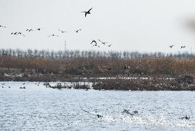 CHINA-TIANJIN-MIGRATORY BIRDS (CN)