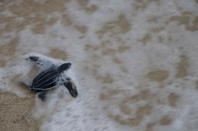 INDONESIA-ACEH-LEATHERBACK SEA TURTLE-RELEASE