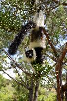 MADAGASCAR-ANTANANARIVO-LEMURS