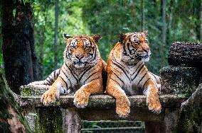 MALAYSIA-KUALA LUMPUR-WORLD WILDLIFE DAY-MALAYAN TIGER