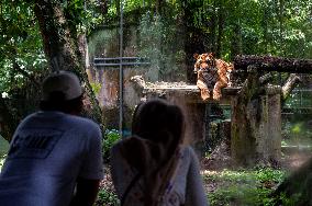 MALAYSIA-KUALA LUMPUR-WORLD WILDLIFE DAY-MALAYAN TIGER