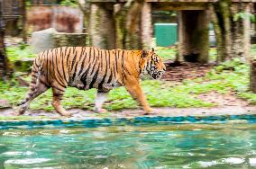 MALAYSIA-ZOO NEGARA-MALAYAN TIGERS