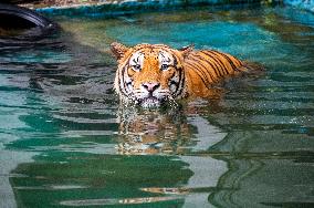 MALAYSIA-ZOO NEGARA-MALAYAN TIGERS