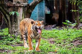 MALAYSIA-ZOO NEGARA-MALAYAN TIGERS