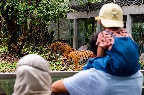 MALAYSIA-ZOO NEGARA-MALAYAN TIGERS