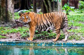 MALAYSIA-ZOO NEGARA-MALAYAN TIGERS