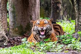 MALAYSIA-ZOO NEGARA-MALAYAN TIGERS