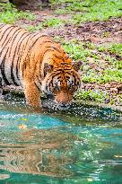 MALAYSIA-ZOO NEGARA-MALAYAN TIGERS