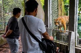 MALAYSIA-ZOO NEGARA-MALAYAN TIGERS