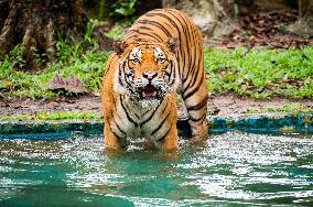 MALAYSIA-ZOO NEGARA-MALAYAN TIGERS