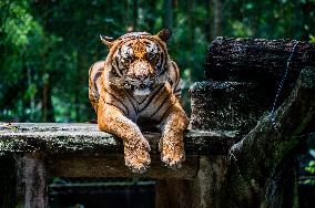 MALAYSIA-ZOO NEGARA-MALAYAN TIGERS