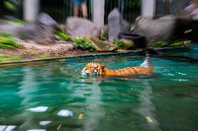 MALAYSIA-ZOO NEGARA-MALAYAN TIGERS