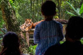 MALAYSIA-ZOO NEGARA-MALAYAN TIGERS