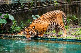 MALAYSIA-ZOO NEGARA-MALAYAN TIGERS