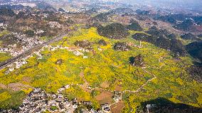 CHINA-GUIZHOU-LIUPANSHUI-COLE FLOWERS (CN)