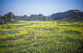 CHINA-GUIZHOU-LIUPANSHUI-COLE FLOWERS (CN)