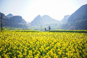 CHINA-GUIZHOU-LIUPANSHUI-COLE FLOWERS (CN)