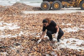 SOUTH AFRICA-WESTERN CAPE-WEST COAST-ROCK LOBSTERS-CLEAN-UP OPERATIONS