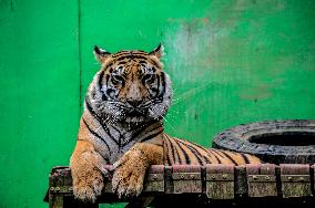 INDONESIA-BOGOR-SUMATRAN TIGER-ANIMAL SANCTUARY