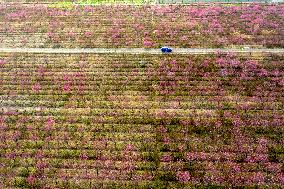 #CHINA-SPRING-JINGZHE-FLOWER (CN)