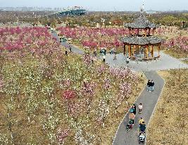 #CHINA-SPRING-JINGZHE-FLOWER (CN)
