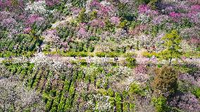 #CHINA-SPRING-JINGZHE-FLOWER (CN)