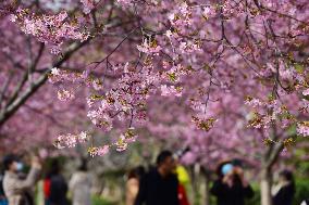 #CHINA-SPRING-JINGZHE-FLOWER (CN)