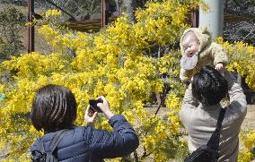 Mimosa in full bloom at park in southwestern Japan city