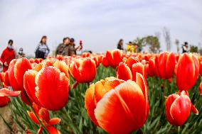 #CHINA-SPRING-SCENERY (CN)