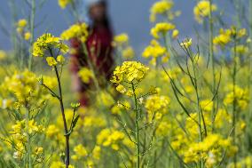 NEPAL-LALITPUR-MUSTARD