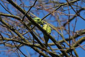 BELGIUM-BRUSSELS-SPRING